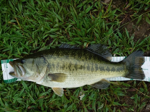 ブラックバスの釣果