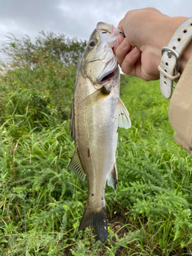 セイゴ（マルスズキ）の釣果