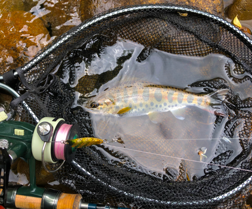 ヤマメの釣果