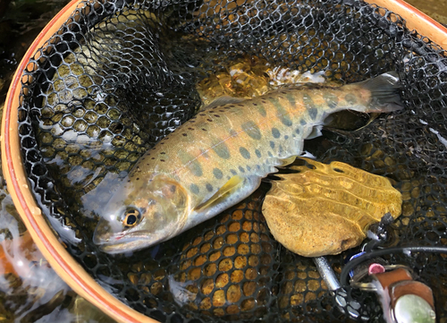 ヤマメの釣果