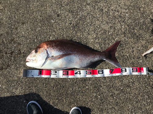 マダイの釣果