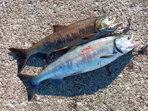 アキアジの釣果