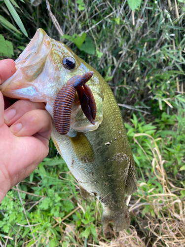 ラージマウスバスの釣果