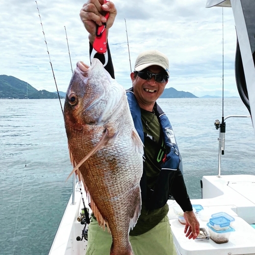 マダイの釣果