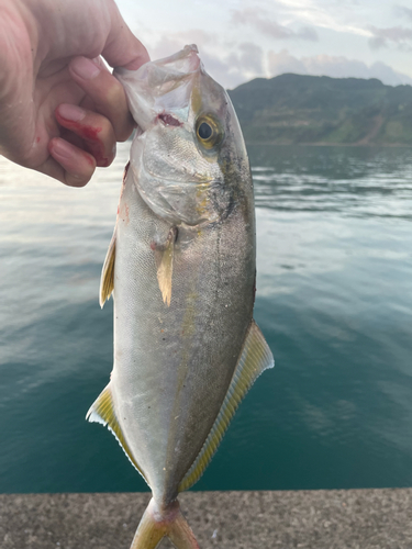 ネリゴの釣果