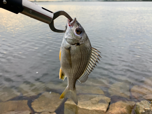 キビレの釣果