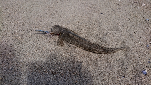 マゴチの釣果