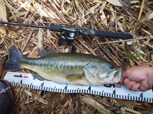 ラージマウスバスの釣果