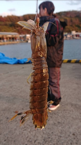 シャコの釣果