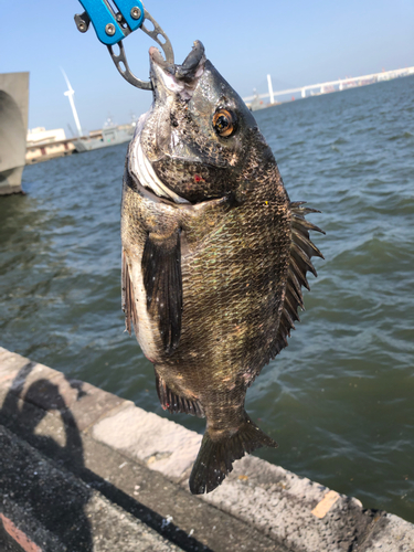 クロダイの釣果