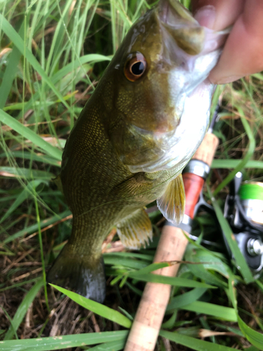 スモールマウスバスの釣果