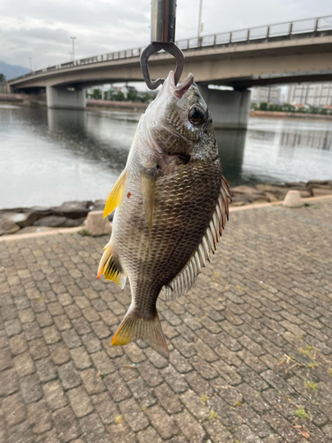 キビレの釣果