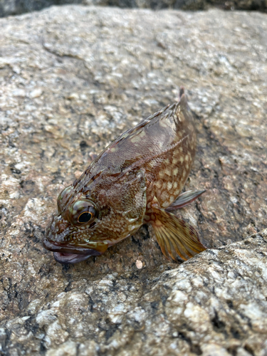 カサゴの釣果