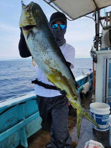 シイラの釣果