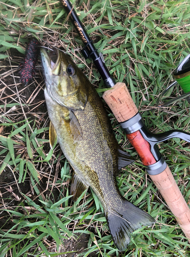 スモールマウスバスの釣果