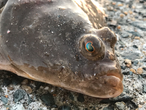 カレイの釣果