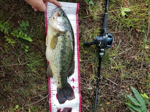 ラージマウスバスの釣果