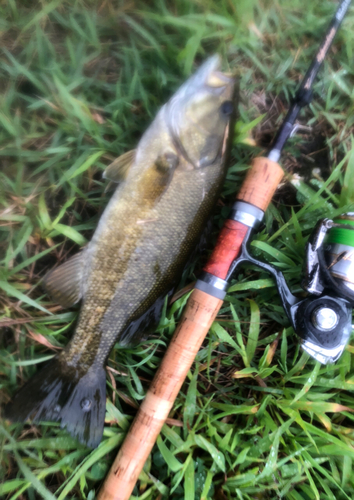 スモールマウスバスの釣果