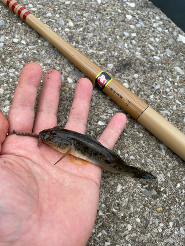 ウロハゼの釣果