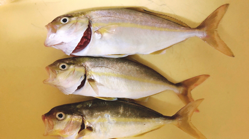 ショゴの釣果