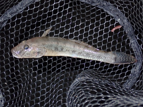 マハゼの釣果