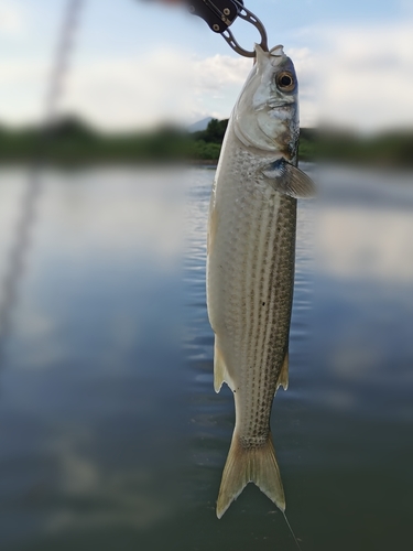 ボラの釣果