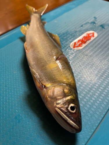 アユの釣果