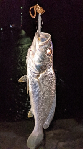 ニベの釣果