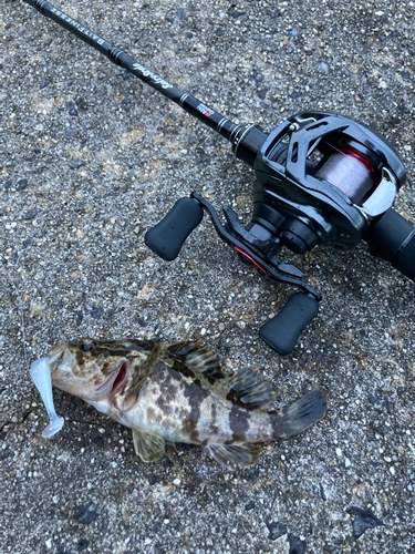 タケノコメバルの釣果