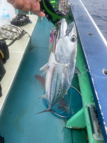 カツオの釣果