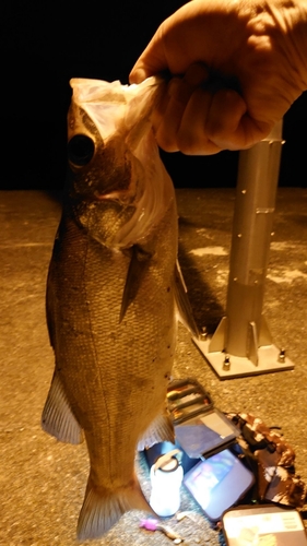 スズキの釣果