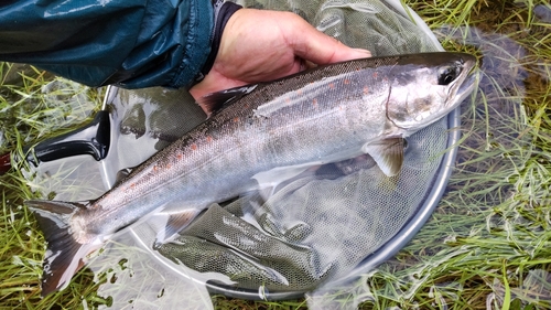 アマゴの釣果