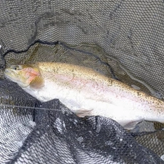 スチールヘッドの釣果