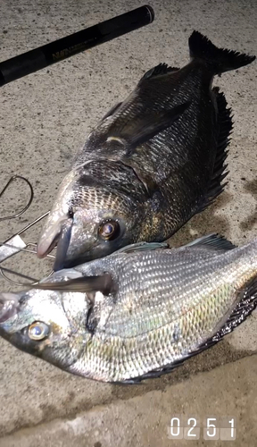 クロダイの釣果