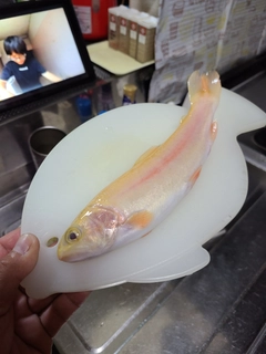 スチールヘッドの釣果