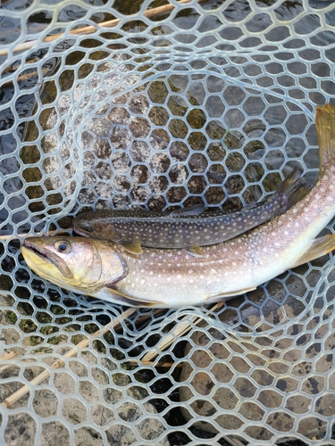 イワナの釣果