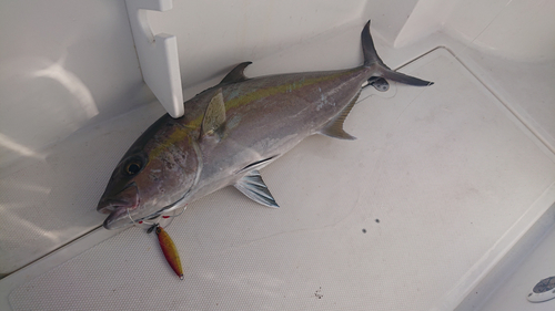 カンパチの釣果