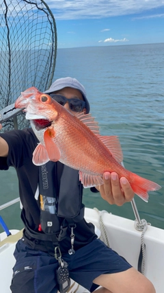 アカムツの釣果