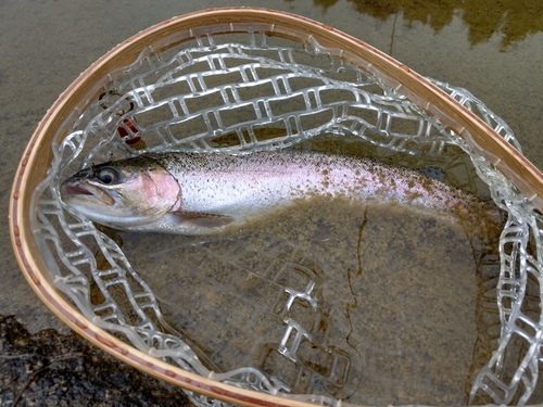 ニジマスの釣果