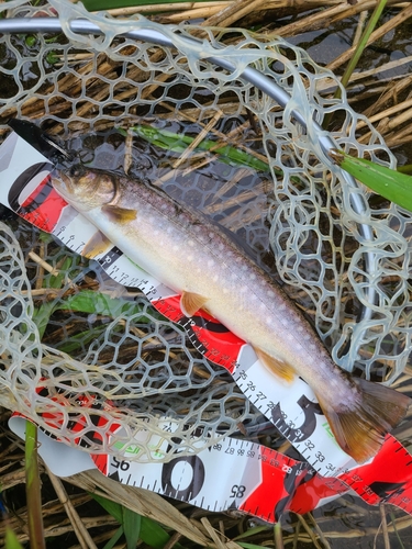 イワナの釣果