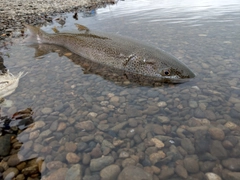 イトウの釣果