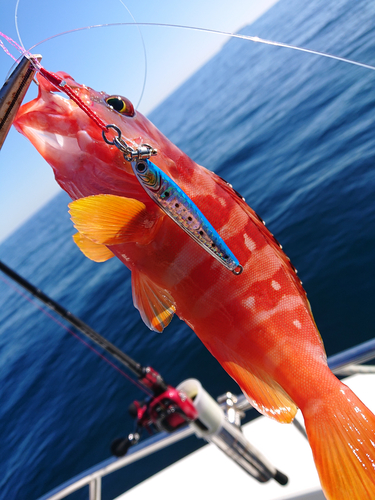 アカハタの釣果