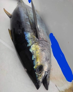 キハダマグロの釣果