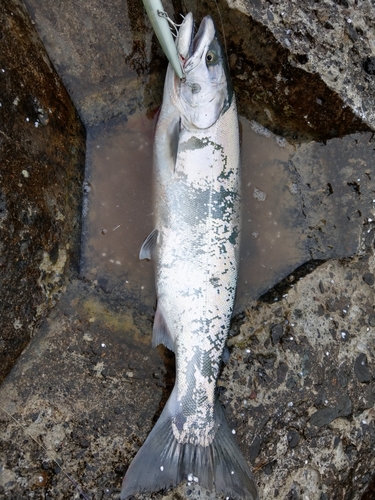 サクラマスの釣果