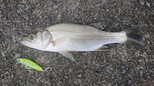 セイゴ（ヒラスズキ）の釣果