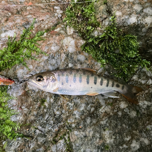 ヤマメの釣果