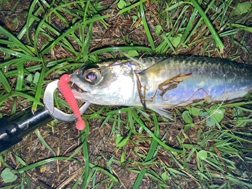 サバの釣果