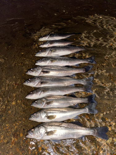 シーバスの釣果