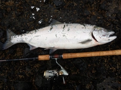 サクラマスの釣果