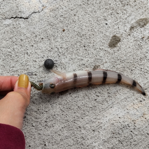 リュウグウハゼの釣果